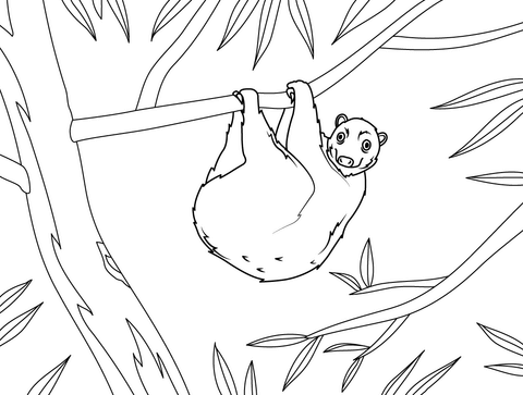 Philippine Flying Lemur Coloring Page